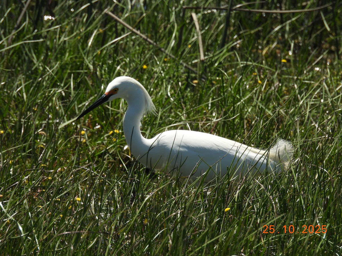 Snowy Egret - ML646548396