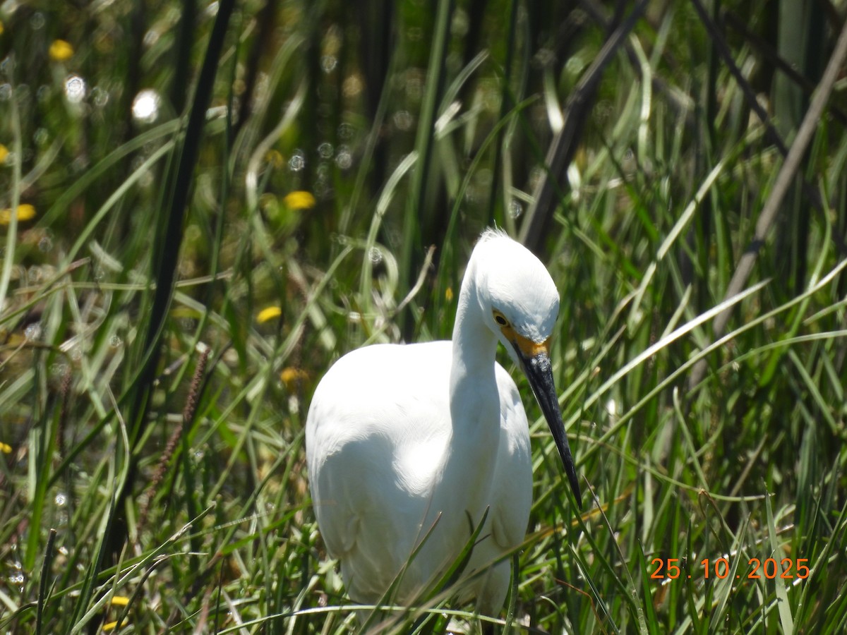 Snowy Egret - ML646548397