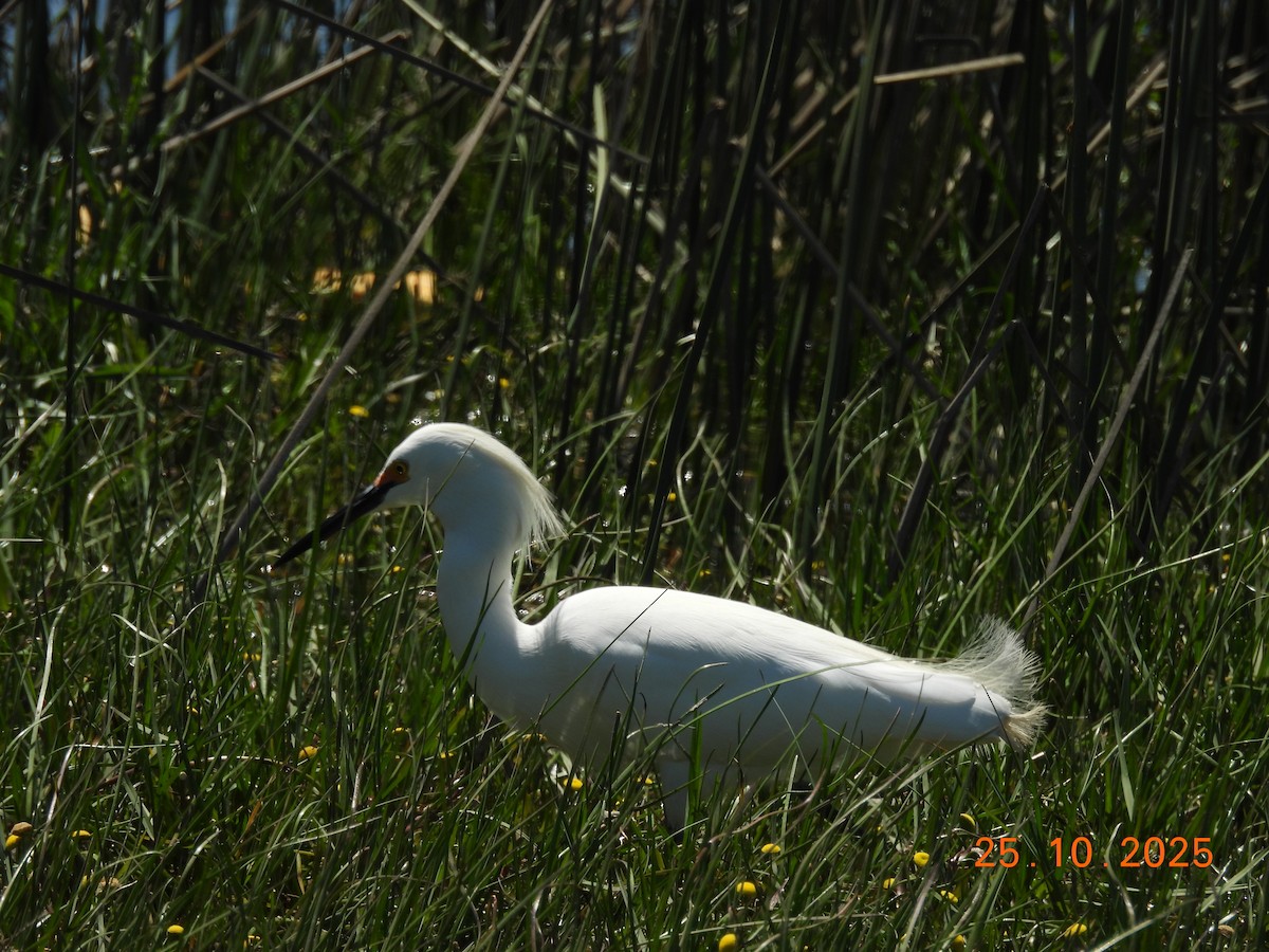 Snowy Egret - ML646548399
