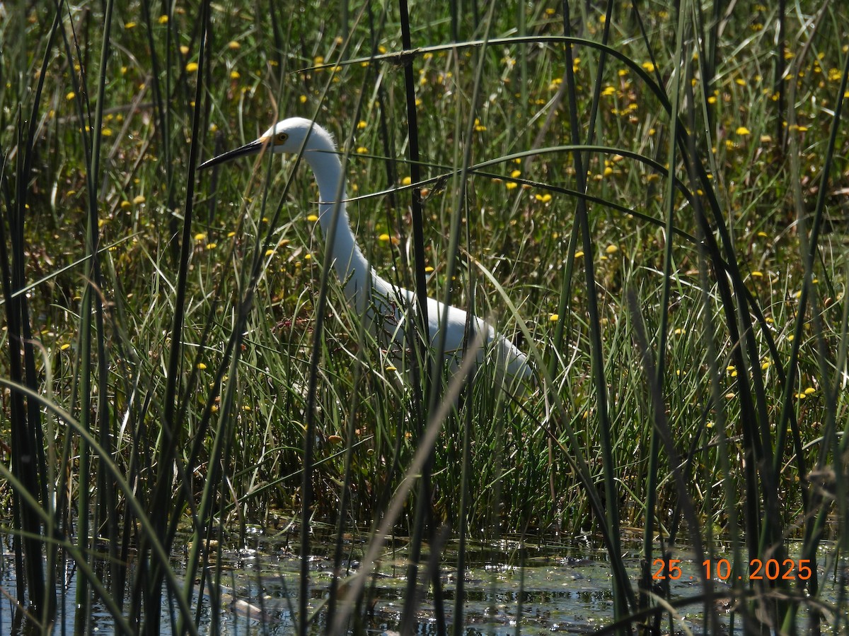 Snowy Egret - ML646548401