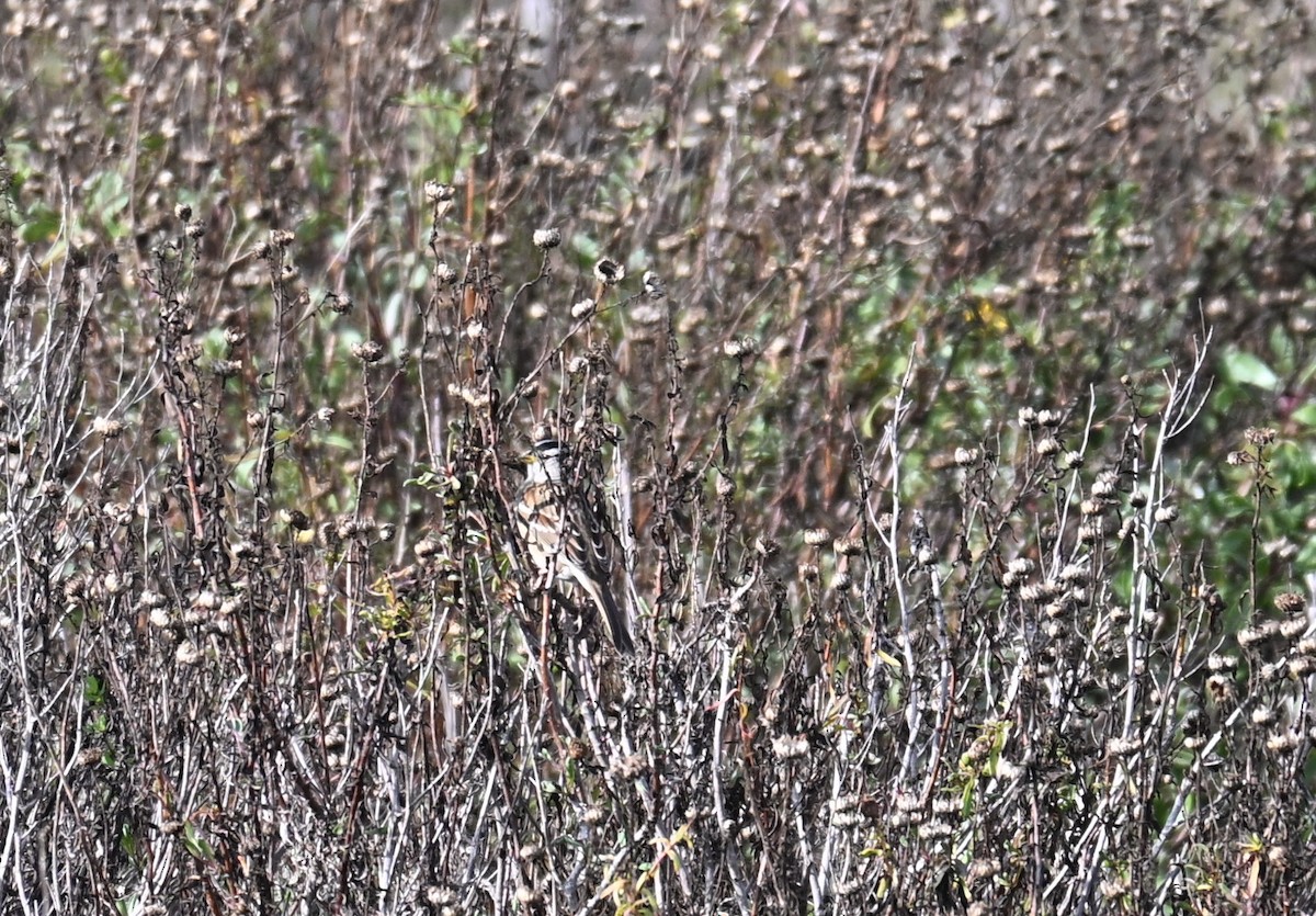 White-crowned Sparrow - ML646548403