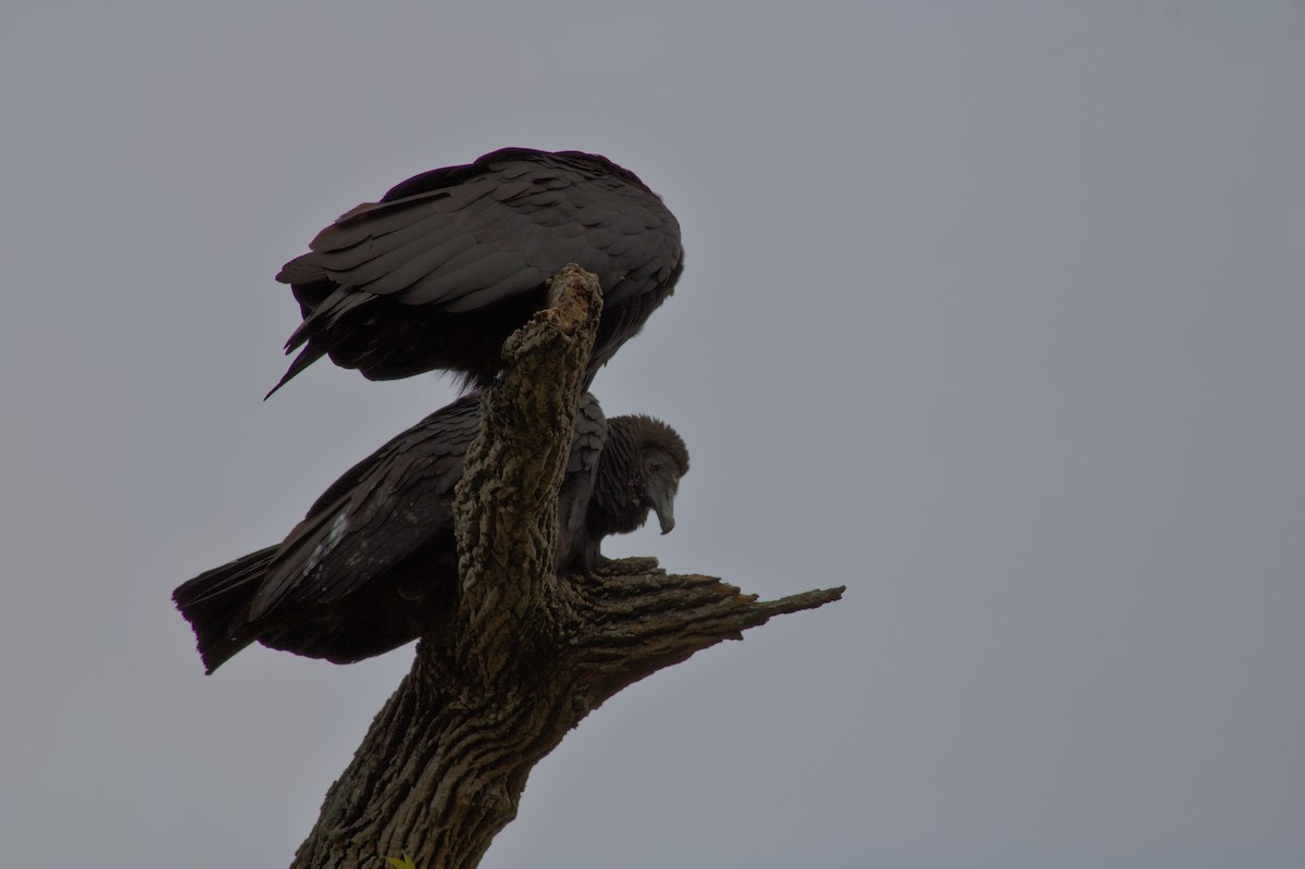 Black Vulture - ML646548404