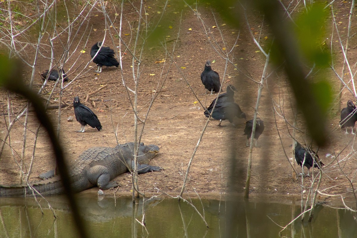 Black Vulture - ML646548406