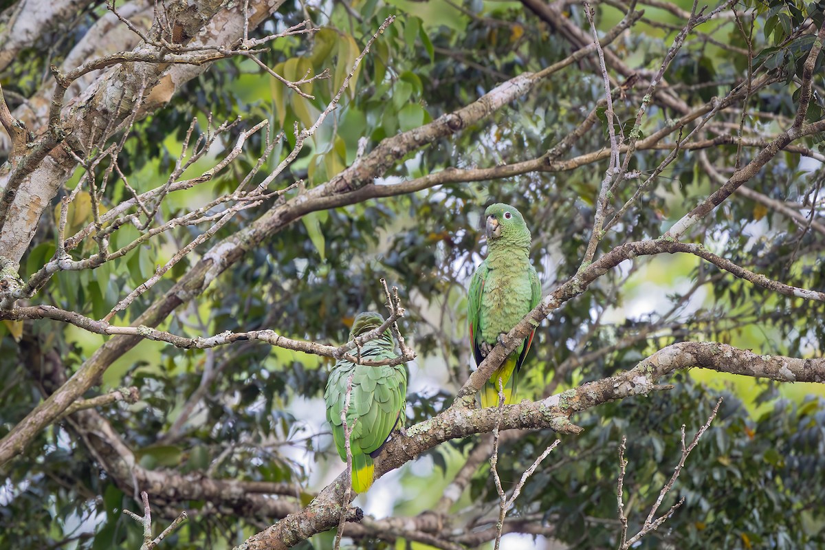 Mealy Amazon - ML646548407