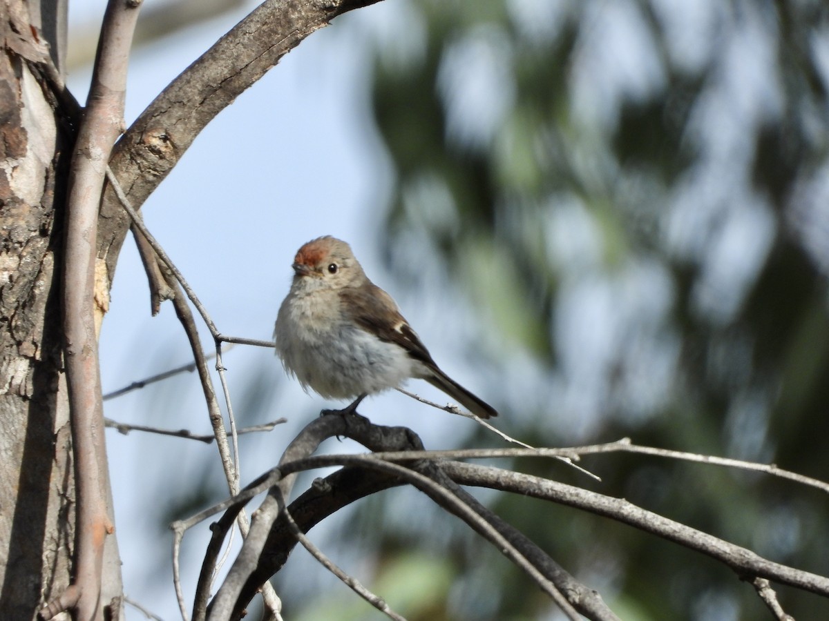 Red-capped Robin - ML646548408