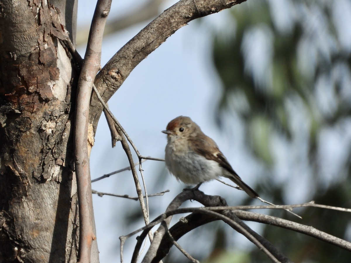 Red-capped Robin - ML646548409