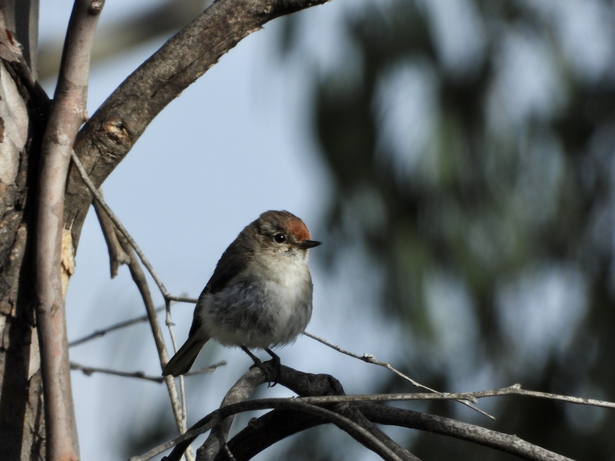 Red-capped Robin - ML646548410