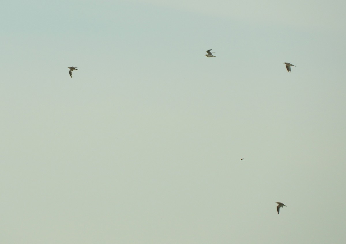 Upland Sandpiper - ML646548412