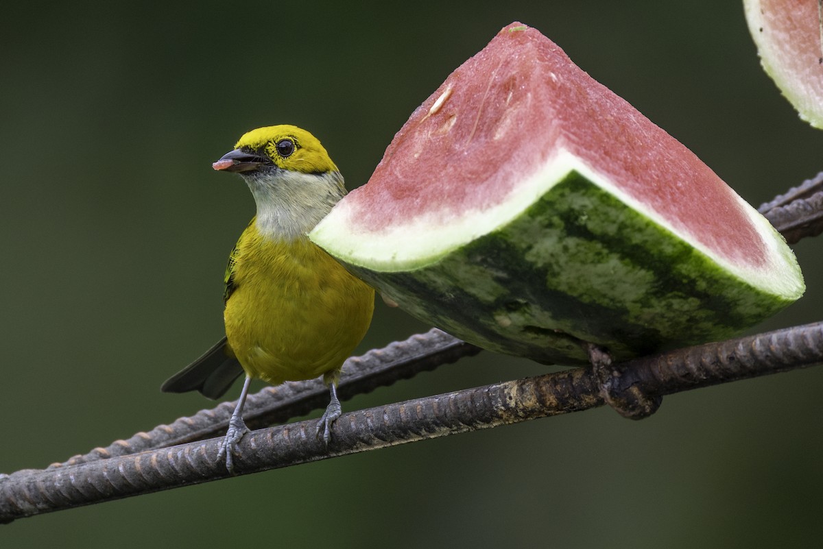 Silver-throated Tanager - ML646548413