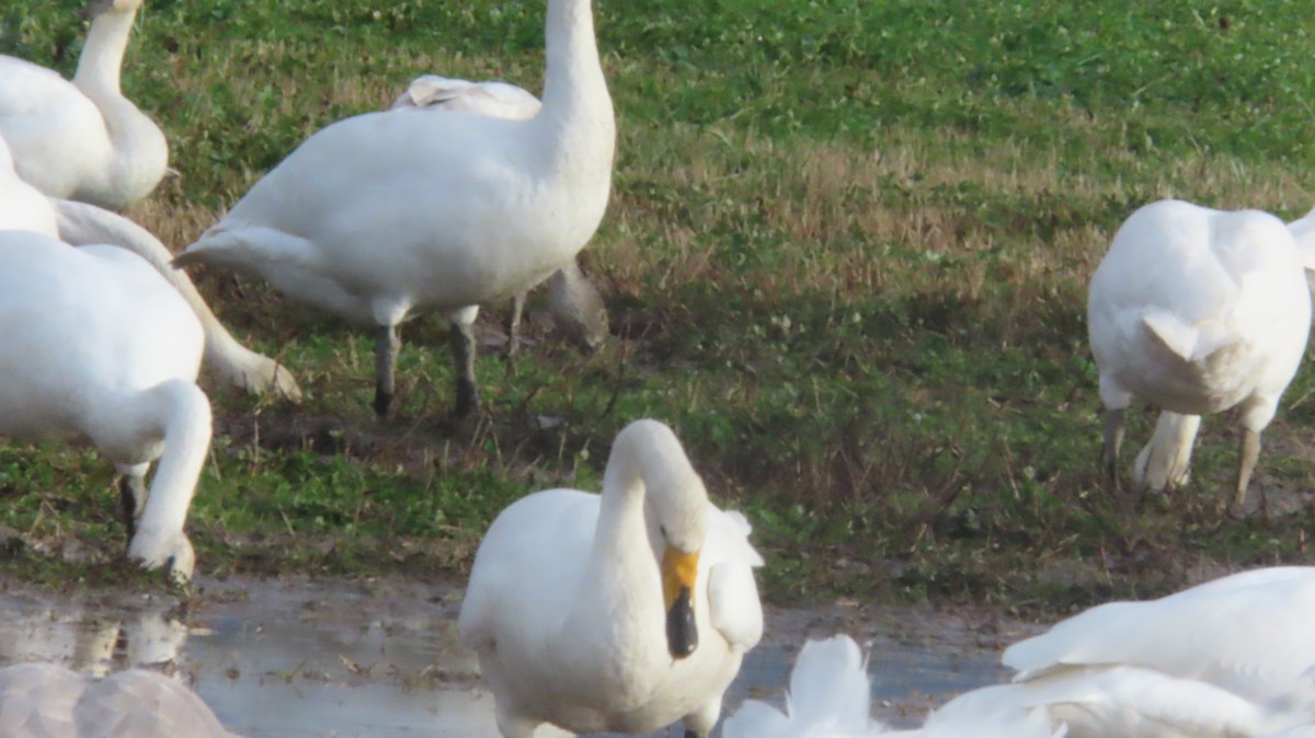 Whooper Swan - ML646548414