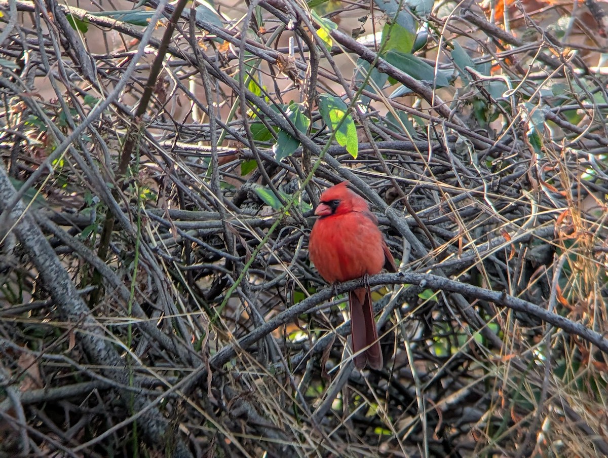 Northern Cardinal - ML646548415
