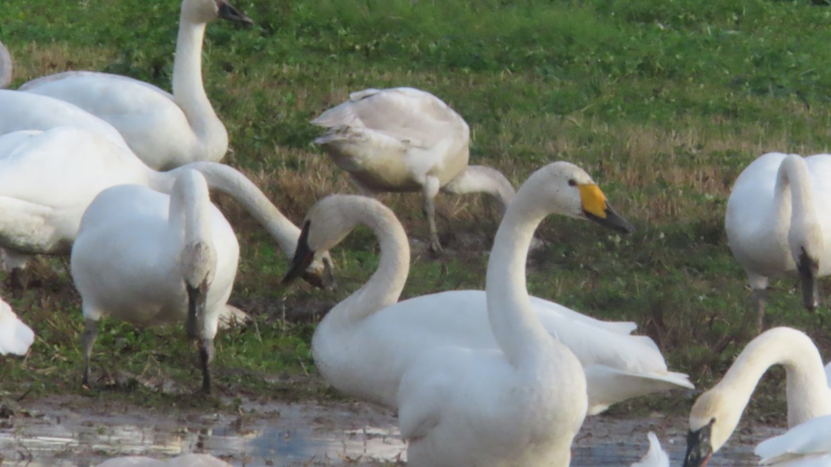 Whooper Swan - ML646548419