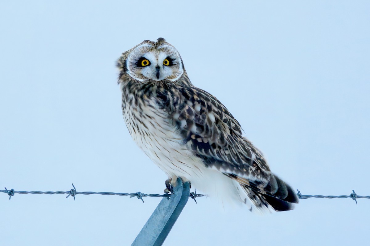 Zingira-hontza - ML646548420