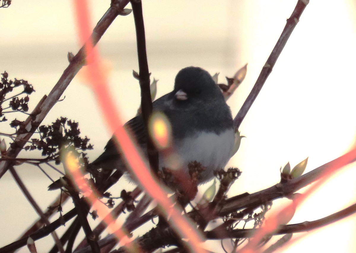 ユキヒメドリ - ML646548422