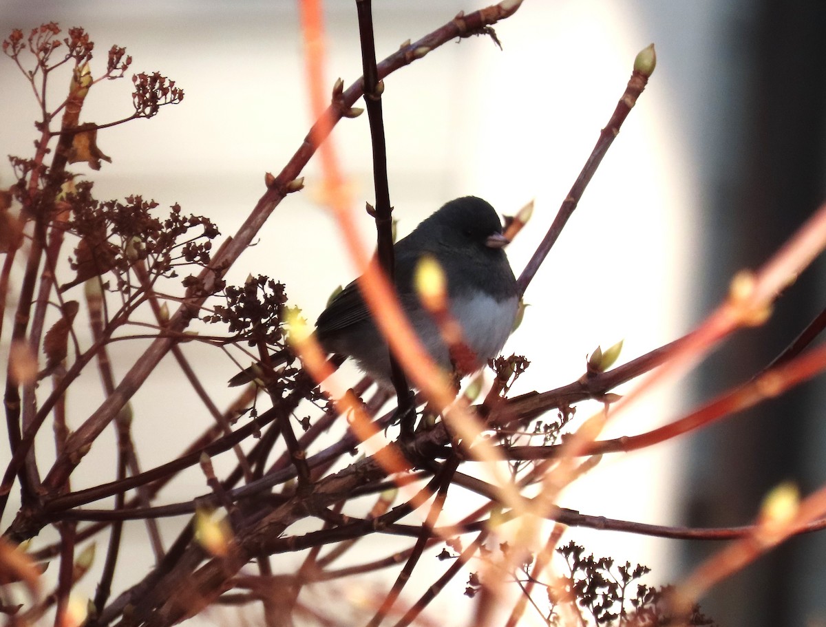 ユキヒメドリ - ML646548424