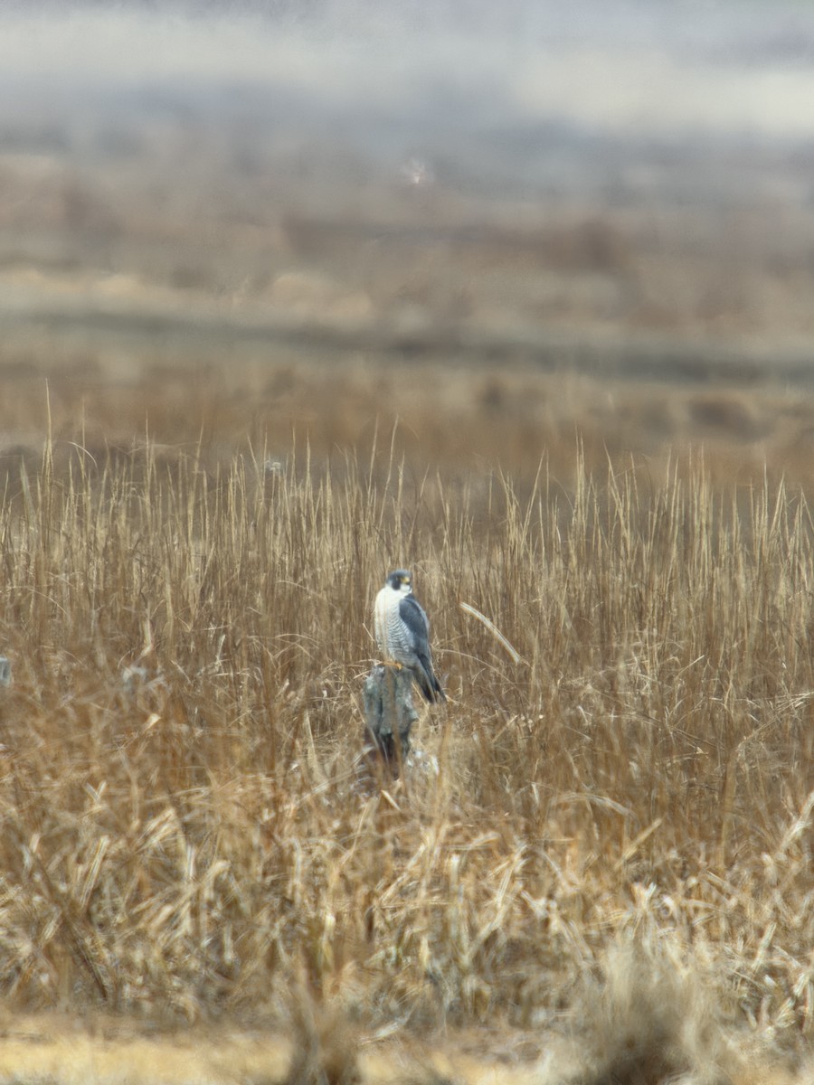 Peregrine Falcon - ML646548425