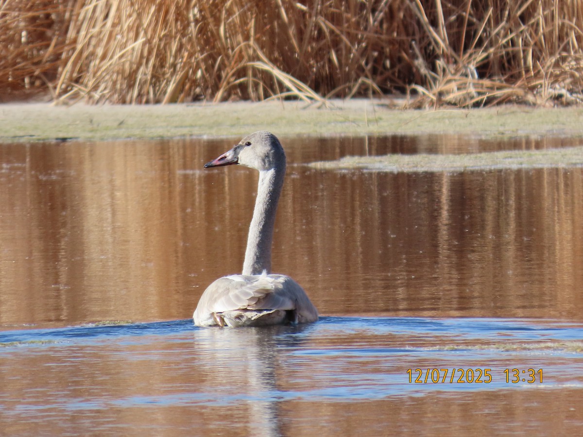 Trumpeter Swan - ML646548426