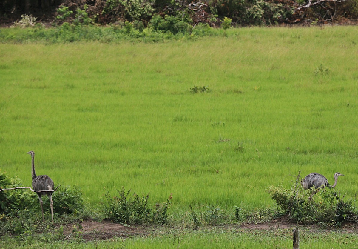 Greater Rhea - ML646548427