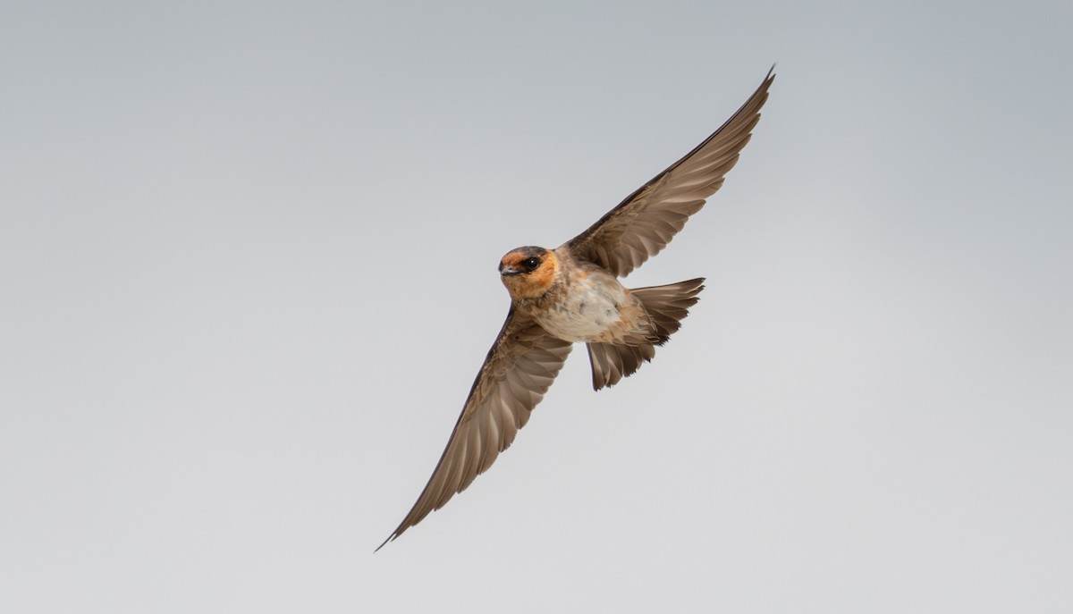Golondrina Pueblera - ML646548429