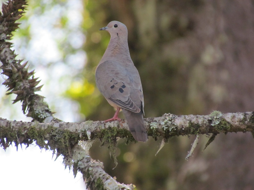 ミミグロバト - ML646548431