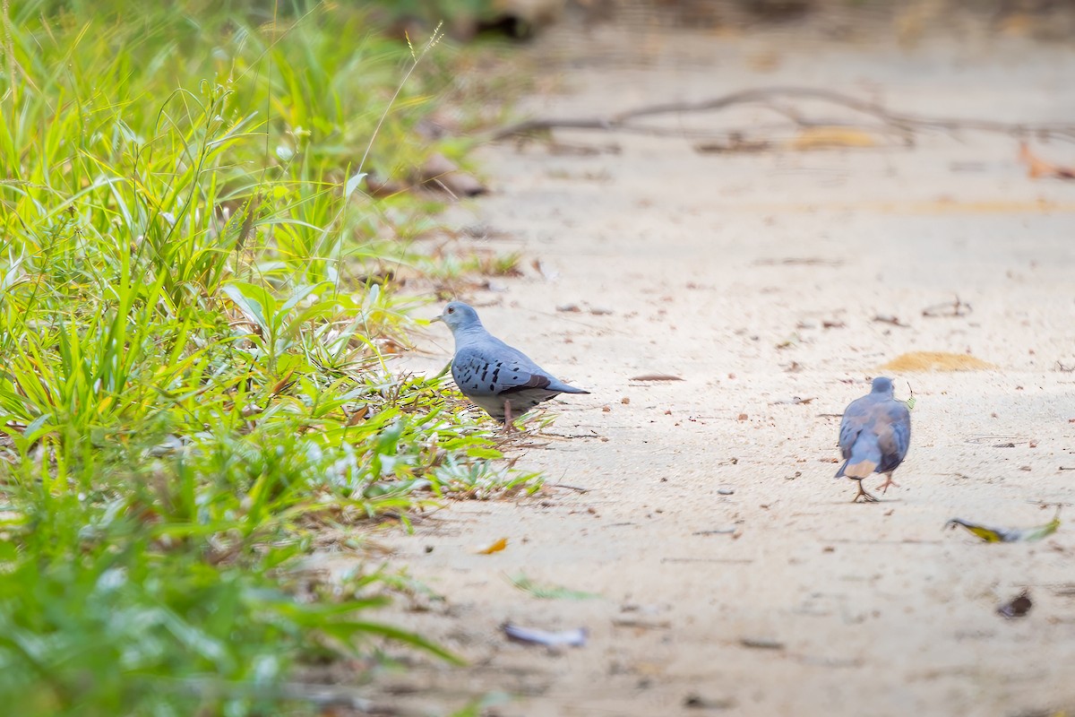 holoubek šedomodrý - ML646548432