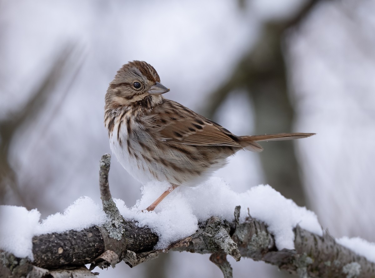 Chingolo Cantor - ML646548433