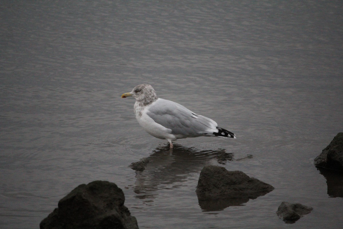American Herring Gull - ML646548435
