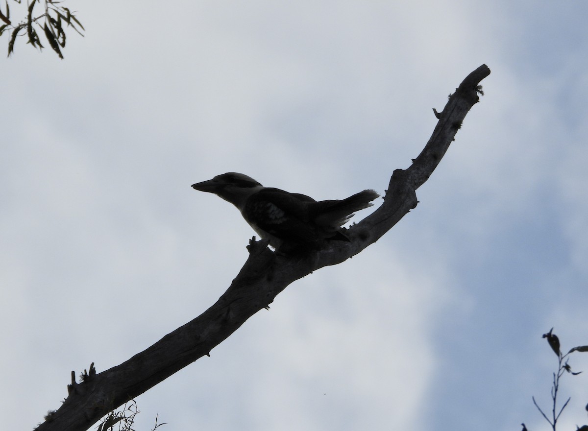 Martin-chasseur géant - ML646548436