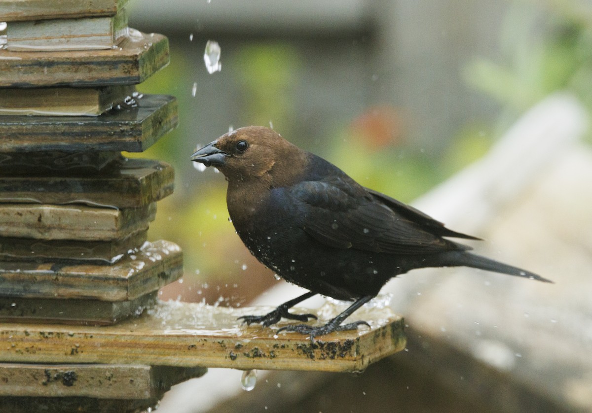 Коровий трупиал, буроголовый желтушник - ML646548441
