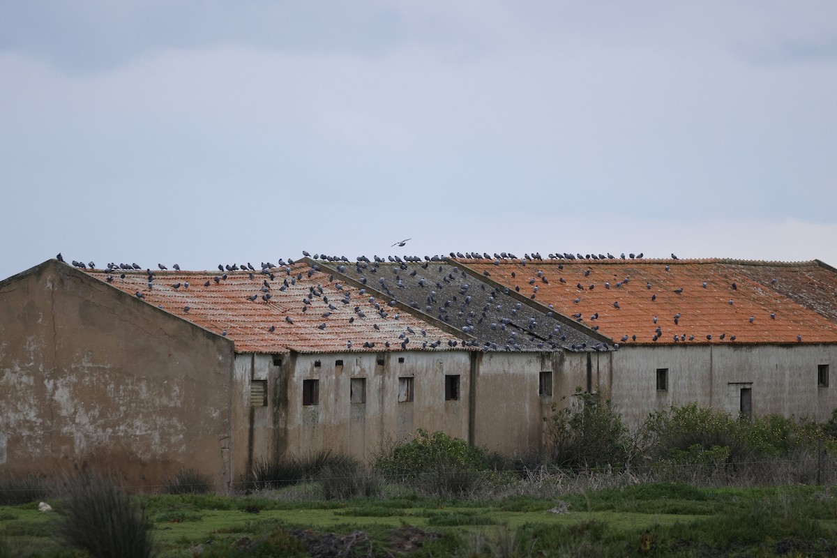 Хөхвөр тагтаа (суурин газрын) - ML646548443