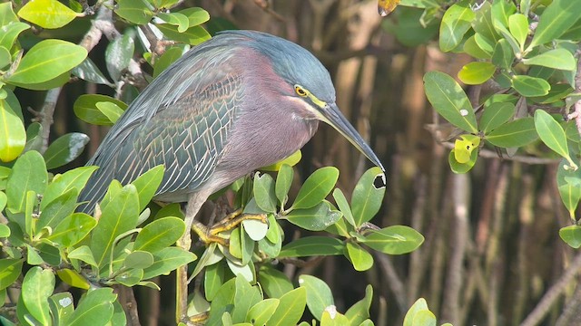Green Heron - ML646548446