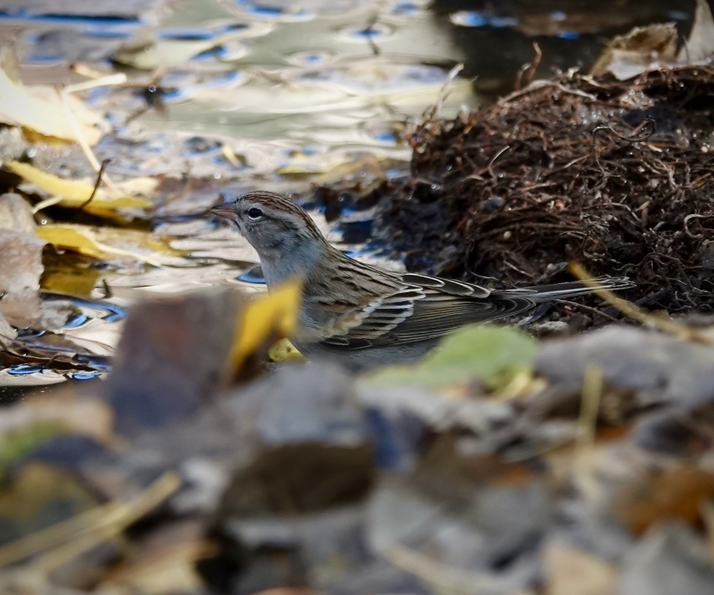 Chipping Sparrow - ML646548447