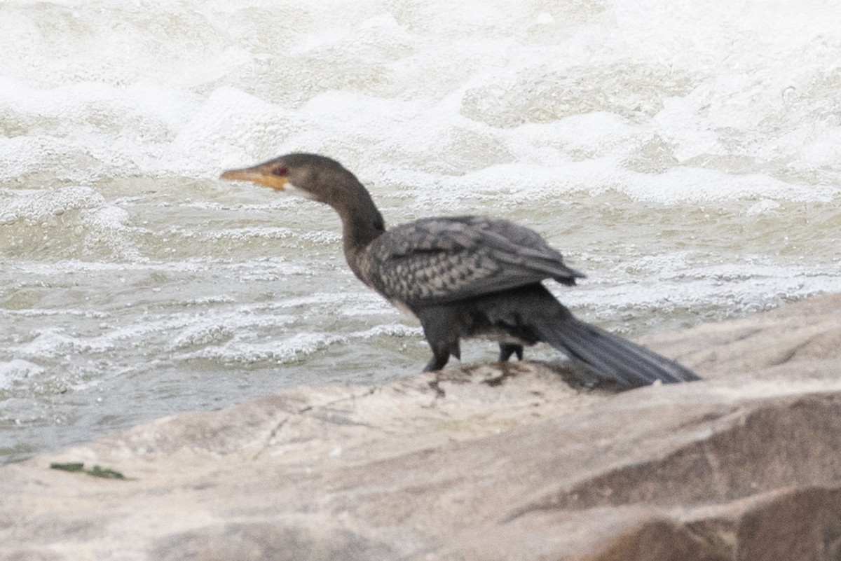 Reed Cormorant - ML646548448