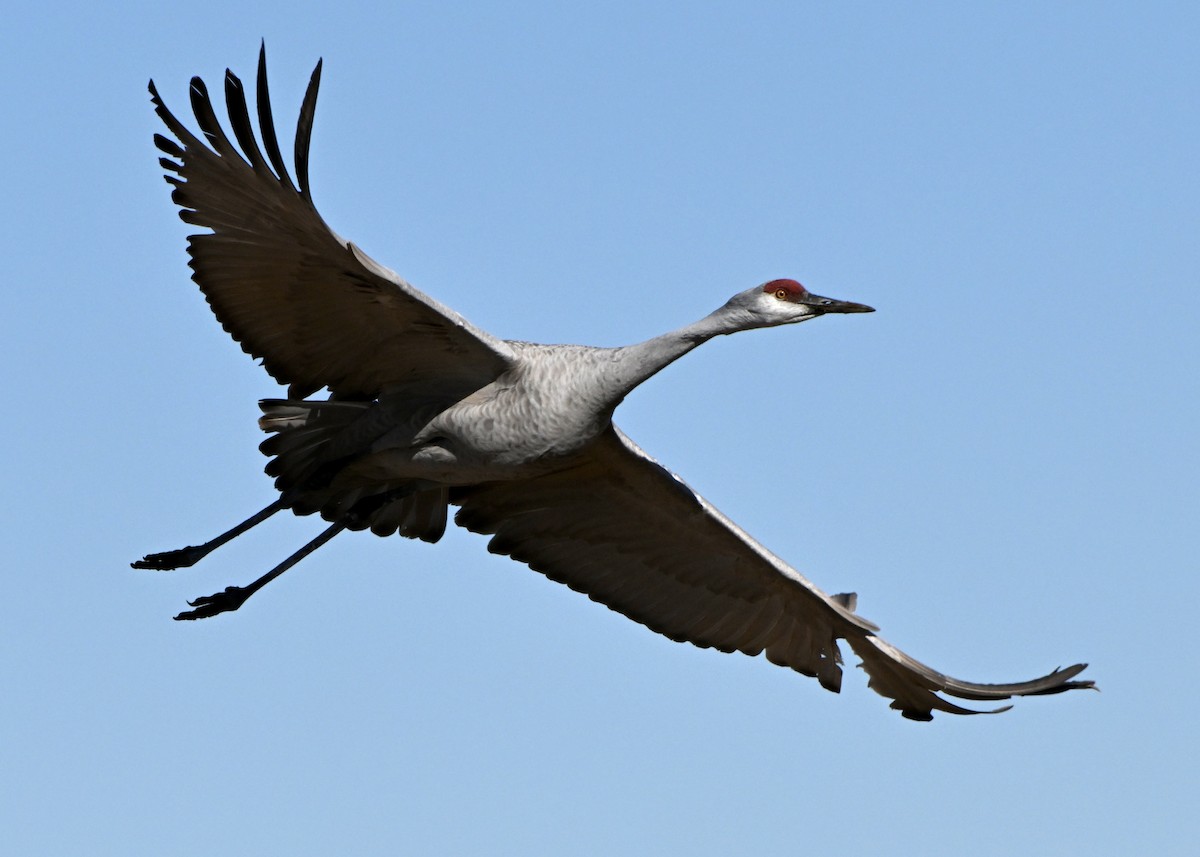 Sandhill Crane - ML646548449