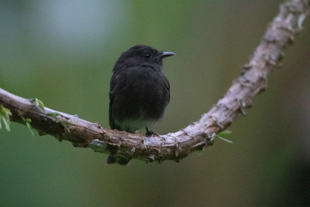 Black Phoebe (White-winged) - ML646548450