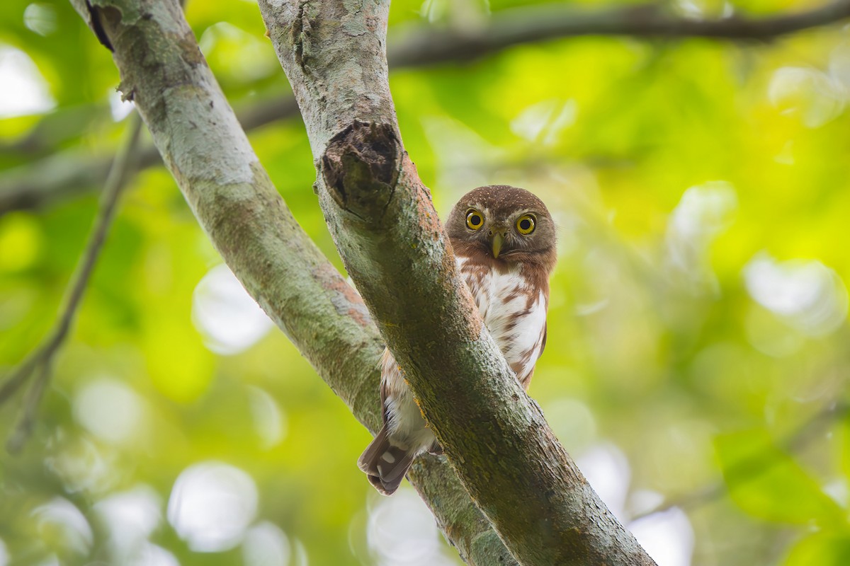 Kleinstzwergkauz - ML646548453