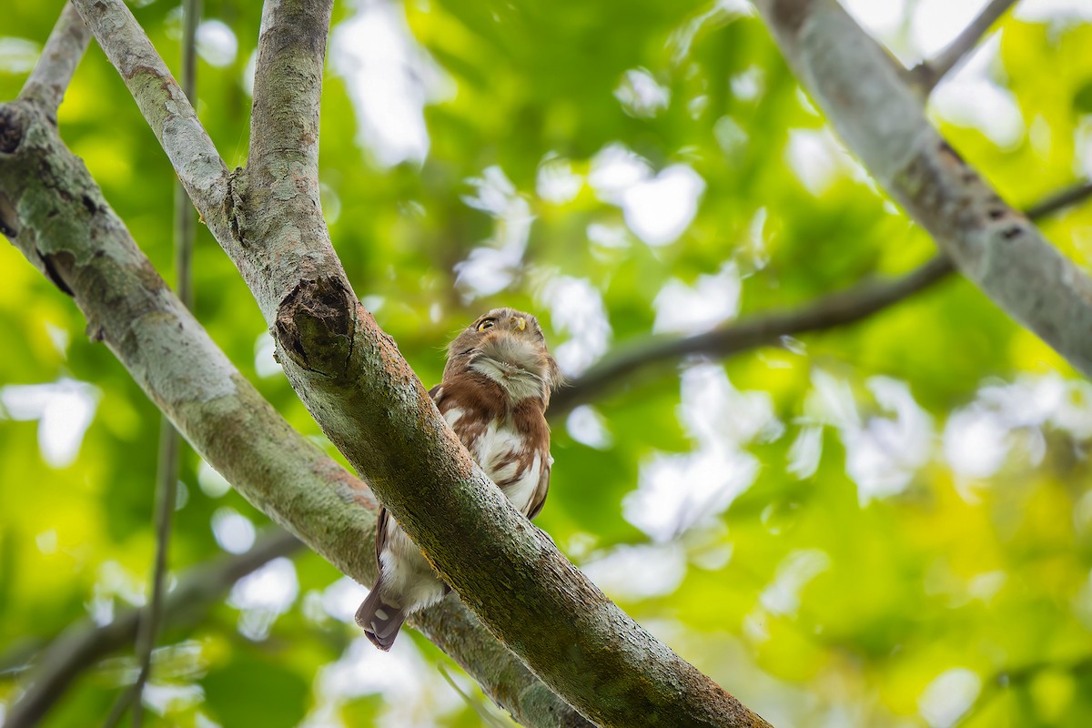 Kleinstzwergkauz - ML646548454