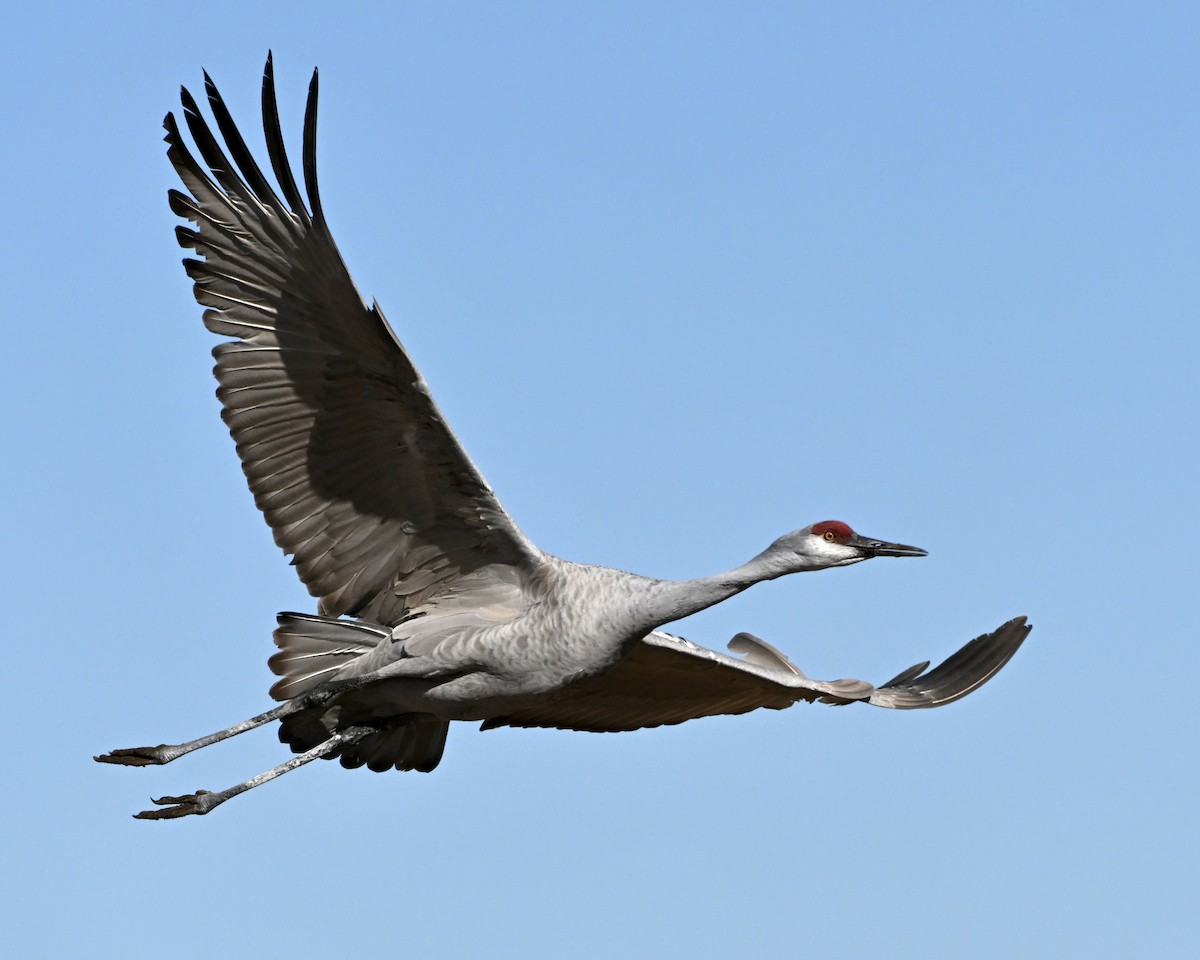 Sandhill Crane - ML646548456