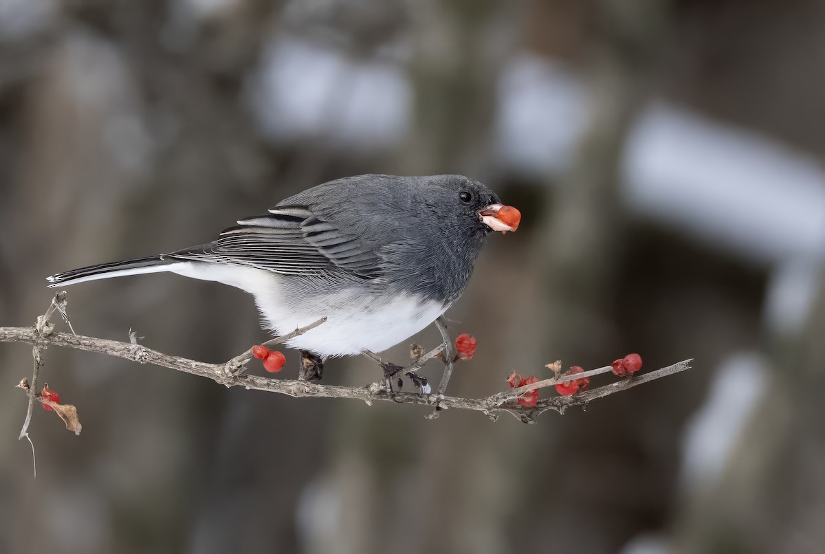 Junco Ojioscuro - ML646548457