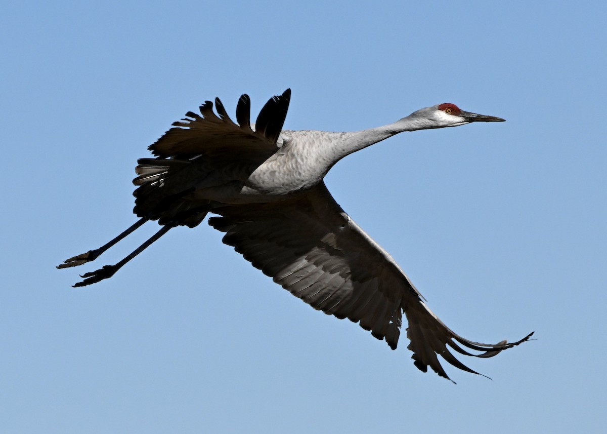 Sandhill Crane - ML646548459