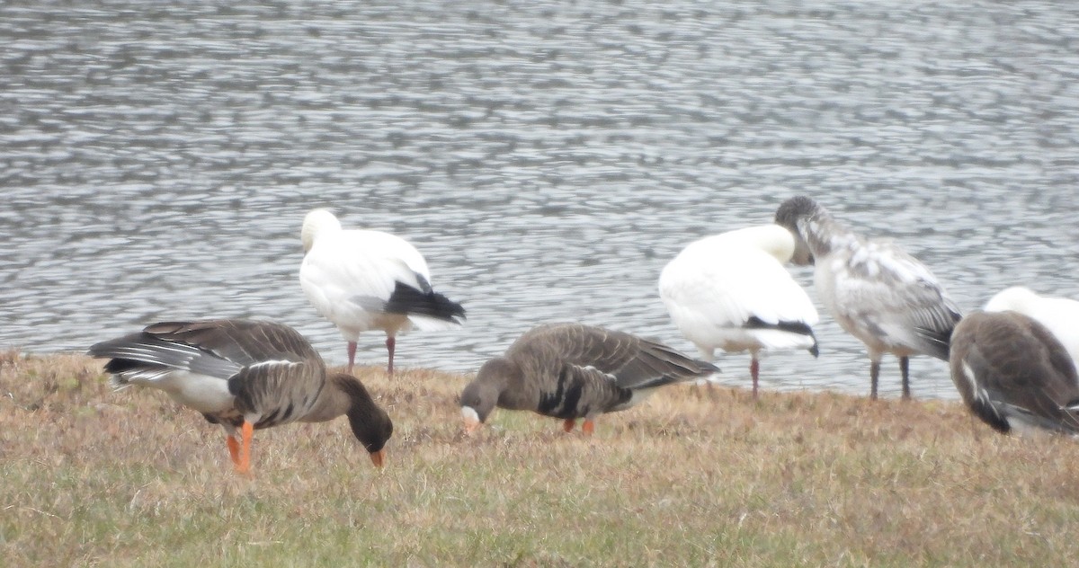 Greater White-fronted Goose - ML646548464