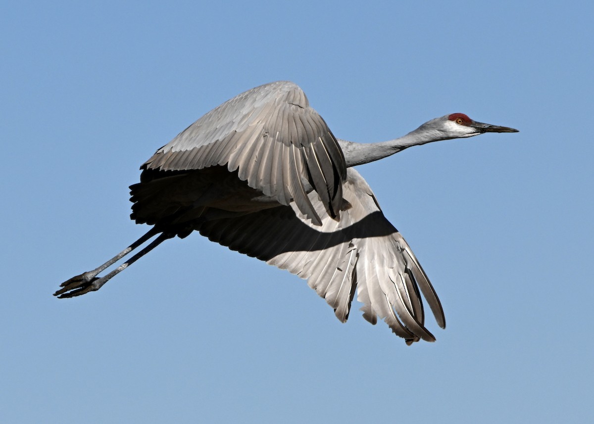 Sandhill Crane - ML646548465