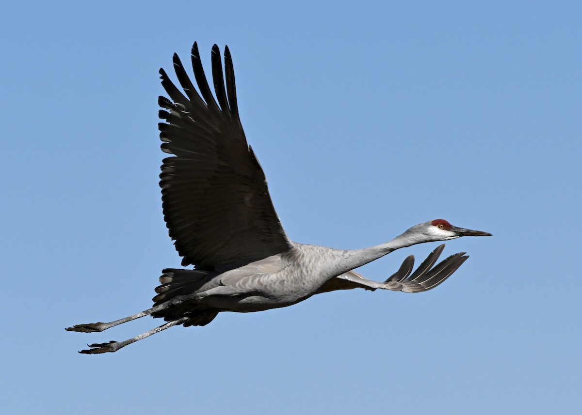Sandhill Crane - ML646548468