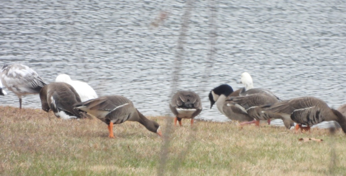 Greater White-fronted Goose - ML646548473