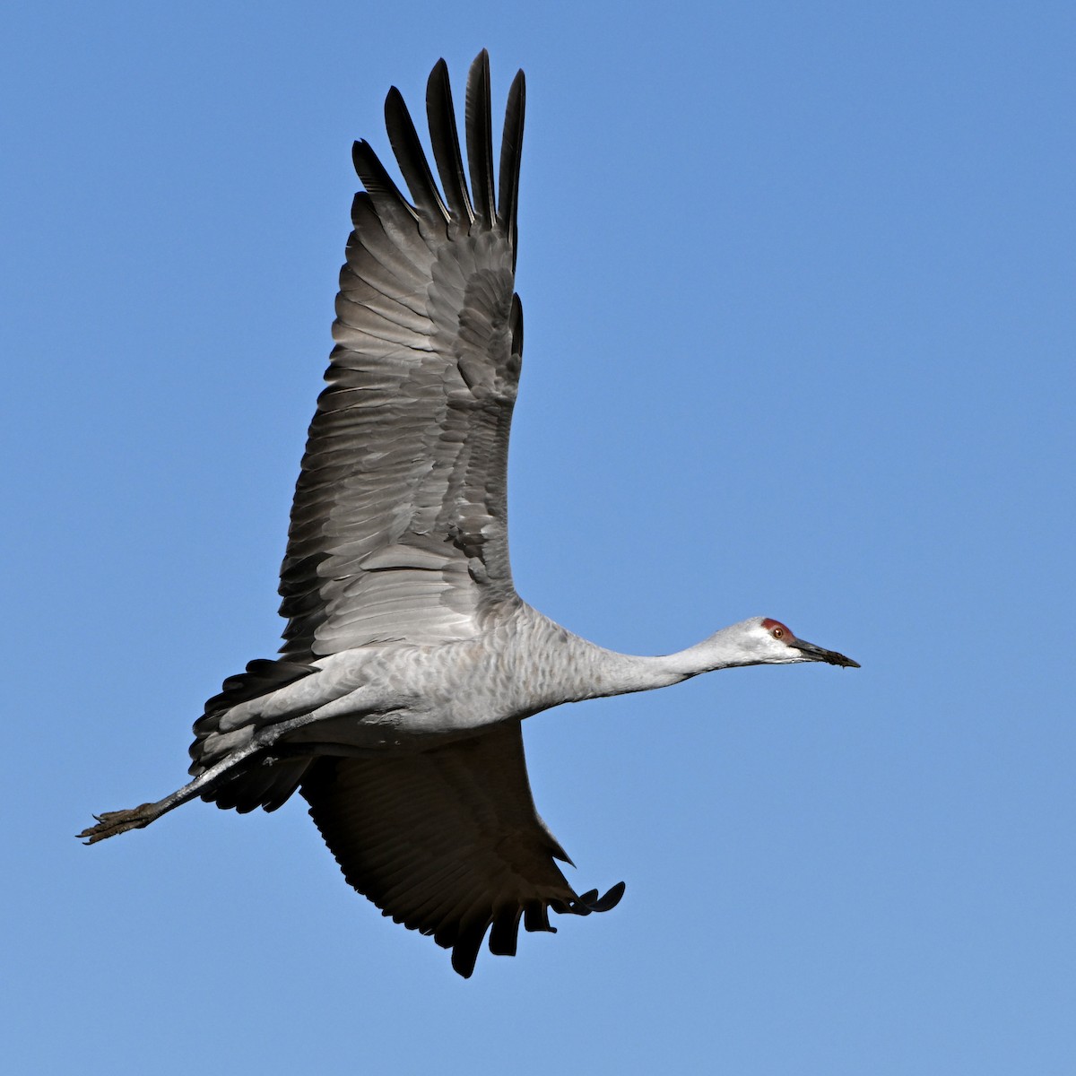Sandhill Crane - ML646548474