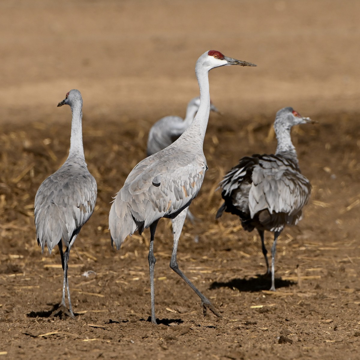 Sandhill Crane - ML646548475