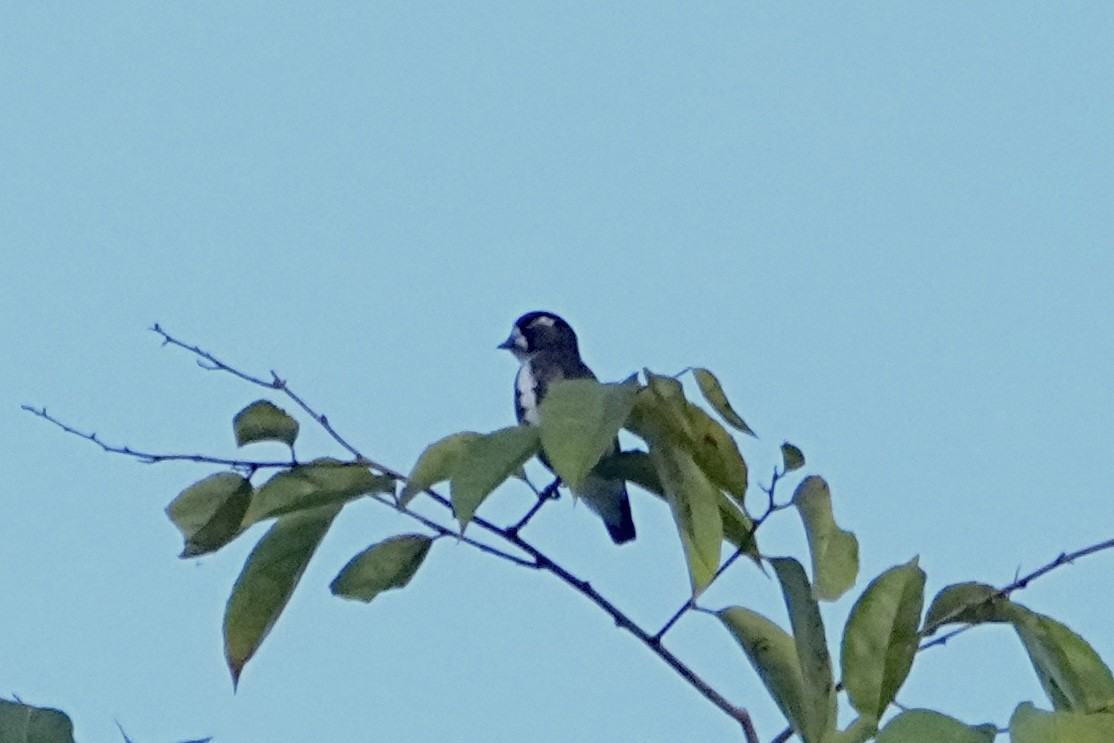 White-browed Purpletuft - ML646548477