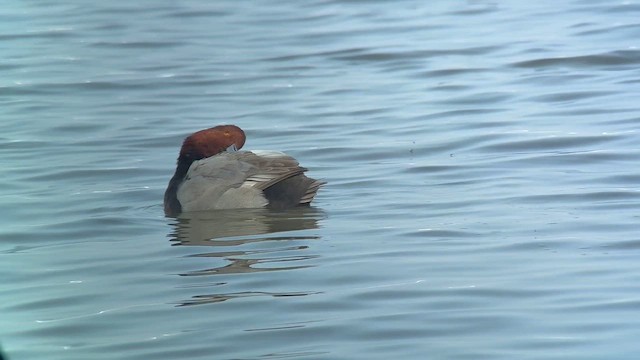 Redhead - ML646548478