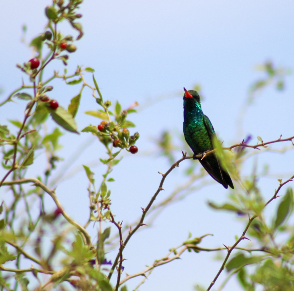 Glittering-bellied Emerald - ML646548479