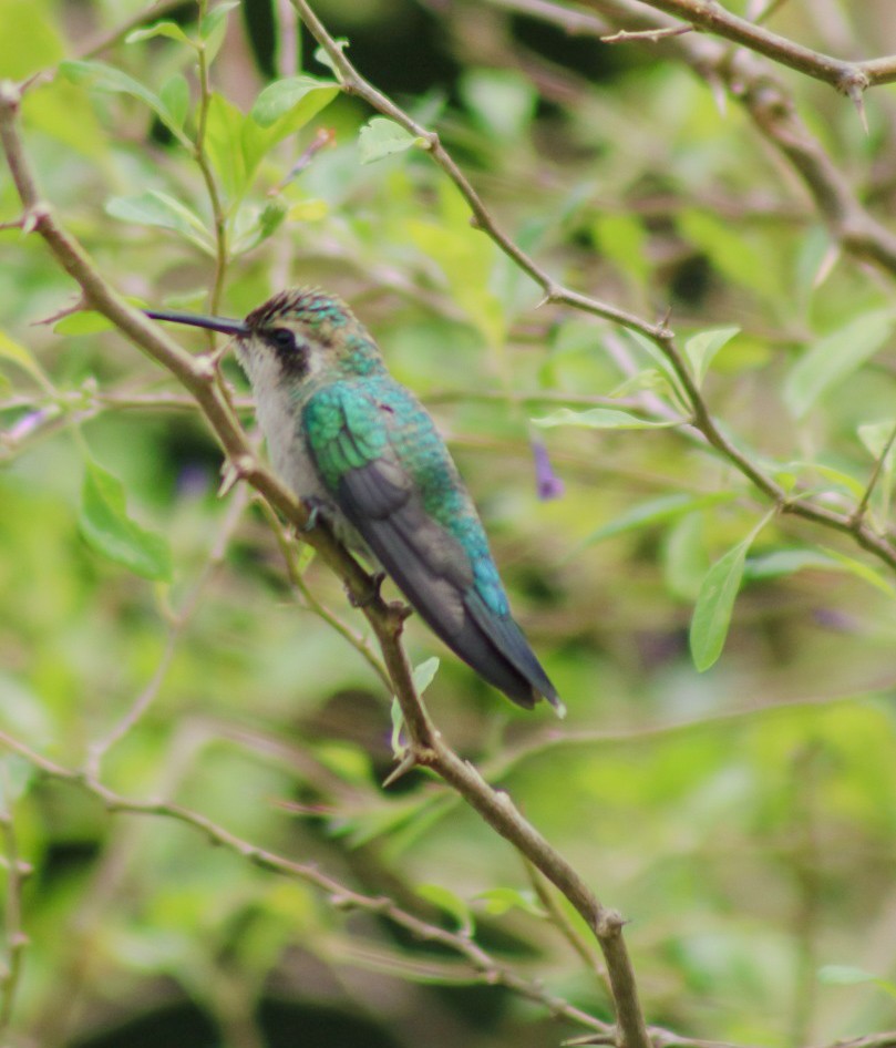 Glittering-bellied Emerald - ML646548480